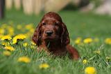 SETTER IRLANDAIS 189
